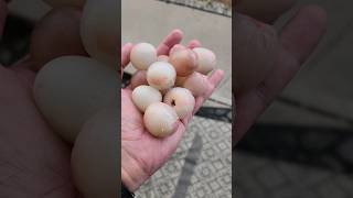 అమెరికా లో lychee fruits dont eat with empty stomoch Fruits in USA USA telugu Vlogs [upl. by Lacagnia]