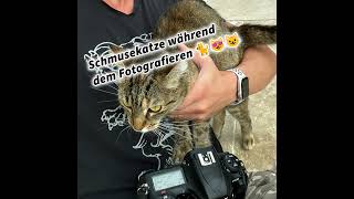 Schmusekatze während dem Fotografieren 🐈😻😺 Katzenfotos und Katzenvideos im Internet in Social Med [upl. by Arykat]