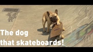 Skateboarding dog has become an internet sensation [upl. by Balling310]