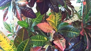 Croton Plant  Visual Identification [upl. by Ramuk262]