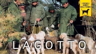 LAGOTTO ROMAGNOLO trailer documentario [upl. by Aleuname258]