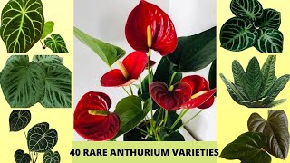 Top 40 Rare and Variegated Anthurium Varieties Beautiful Anthurium Flowers  Anthurium with names [upl. by Enasus]