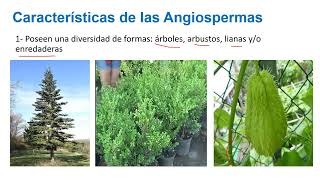 Plantas angiospermas Características y clasificación 👨🏻‍🌾🌱  Ing Darwin Ochoa [upl. by Aniretac]