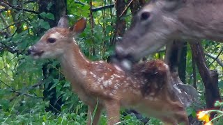 5dayold fawn and mother whitetailed deer [upl. by Stasny742]