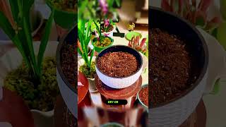 Propagate the Nanuk Tips plants gardenshorts short gardening youtubeshorts usa viralvideo [upl. by Claretta]