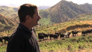 PGG Wrightson Stud Tour  Ep 13  Tangihau Station Angus [upl. by Issej]