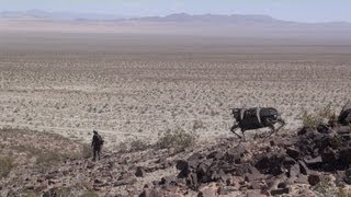 Legged Robot Testing in Desert [upl. by Edijabab]