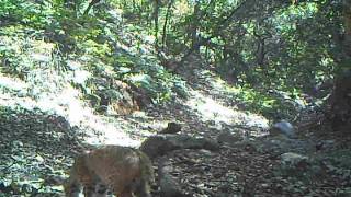 Bobcat hairball [upl. by Rolfston737]