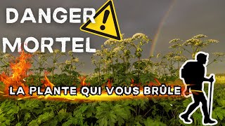 La Berce du Caucase  Attention Danger Mortel pour les Randonneurs  🚨💀 [upl. by Fagan]