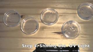 Google Science Fair  Effect of UV Light on Bacteria [upl. by Kipton17]