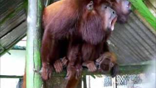 Howler monkeys just before rainwmv [upl. by Louella]