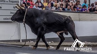 A NOSSA FESTA BRAVA em SANTO AMARORIBEIRINHA com touros de HF amp AL  02JUNHO2018 [upl. by Gierc]