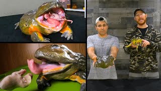 Coolest pet frog FEEDING OUR GIANT AFRICAN BULLFROGS [upl. by Lafleur]