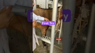 Intramuscular Injection in Horse Reaction veterinary horse injection [upl. by Kynan753]