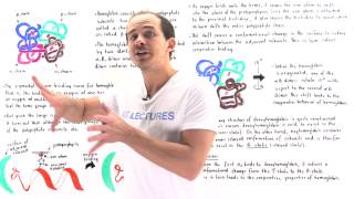 TState and RState of Hemoglobin [upl. by Aleahs]