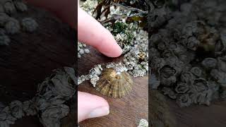 How to easily remove a limpet Patella vulgata nature foraging [upl. by Nil]