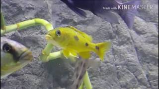 Three Spot Torpedo Exocohromis Anageyns [upl. by Juliane694]