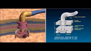 Evolution of the Flagellum [upl. by Ihteerp]