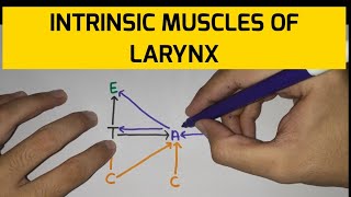 Larynx  5  Muscles of Larynx [upl. by Boniface]