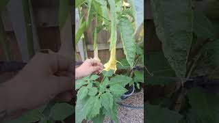 My UK Brugmansia collection [upl. by Jerrine946]