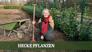 Anleitung zum Pflanzen einer Kirschlorbeer Hecke  Standort Pflanzung Ansprüche [upl. by Gemini]