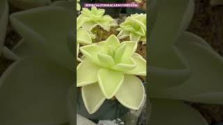 Pinguicula ehlersiae x gigantea [upl. by Ayit]