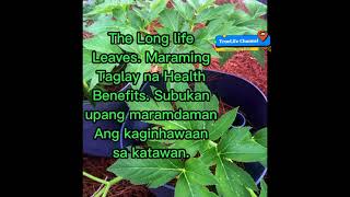 Ashitaba the Wonder LeavesAlamin Ang mga health BenefitsUminum Ng Adelle Ashitaba Tea o Capsule [upl. by Jarrett]