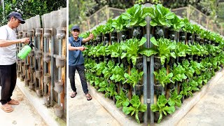 Good Ideas From Plastic Bottles Have A Beautiful Vegetable Garden Right At Home [upl. by Michelsen]