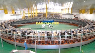 Huge 100 unit rotary milking parlour  Baladna Farm Qatar [upl. by Bernita629]