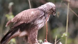 Buzzard taking off in slowmotion [upl. by Adyeren]