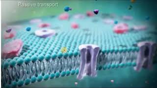 Simple diffusion VS Facilitated diffusion [upl. by Shaw]