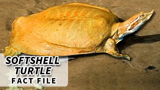 Softshell Turtle Facts BIGGEST freshwater TURTLE  Animal Fact Files [upl. by Lerim674]