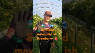 🇺🇿🇬🇧🏴󠁧󠁢󠁳󠁣󠁴󠁿Scotland mavsumiy ish strawberry 🍓 shorts videovlogScotlandmavsumiyishstrawberry [upl. by Rivi]