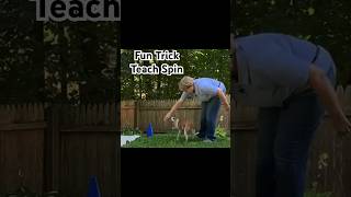 Teach Your Dog To Spin Fun Trick [upl. by Stella411]