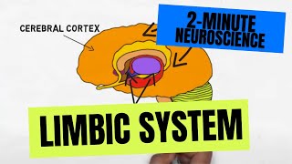 2Minute Neuroscience Limbic System [upl. by Bergren]