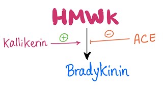 KallikreinKinin​ System Pathway Let’s make Bradykinin  Physiology Biochemistry Pharmacology [upl. by Ttenaej]