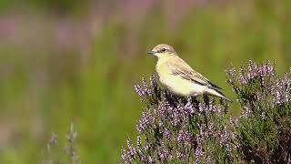 Female Wheatear in the Heather [upl. by Nuahsad919]