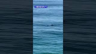 Whales and dolphins spotted off QLD coast [upl. by Lorelie]