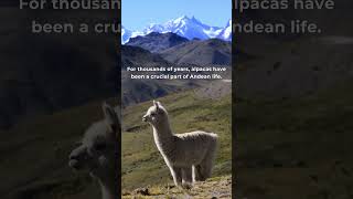 Alpaca nature longestmountain travel andes wool handmade sudamerica Inca mapuche [upl. by Eisor]