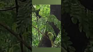 These Parrots now recognize and Trust Me  ❤️❤️shorts youtubeshorts [upl. by Obla382]