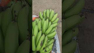 Cosecha de platano o banano reels shortsvideo youtubeshorts viralvideo viralshorts viralreels [upl. by Ayikal809]