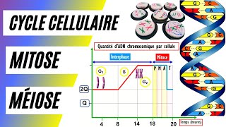 Le cycle cellulaire en détail mitose et méiose  Explications et schémas du cycle cellulaire [upl. by Darby]