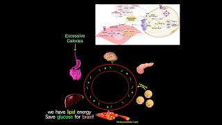 A Common Root Cause Of Chronic Diseases Why Many Longevity Meds Treat Diabetes READ SUMMARY BELOW [upl. by Maxantia]