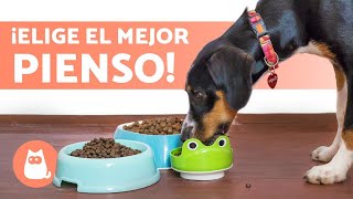 ¿Qué PIENSO es MEJOR para mi PERRO 🐶✅ 5 Consejos [upl. by Hyps585]