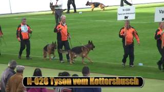 2010 SV BSZS NKGR part 20 Tyson vom Kottersbusch HD [upl. by Adnamra]