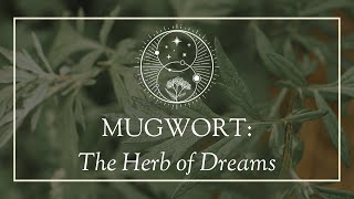 Mugwort The Herb of Dreams [upl. by Lladnek788]