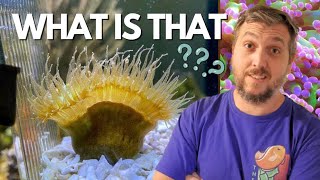 6 Amazing LPS Corals for Your Reef Tank [upl. by Enirahtak803]