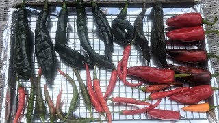 Sun Drying Pasilla Bajio Peppers For Mole Sauce [upl. by Chari]