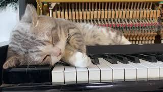 Cat purring  Piano  Meowsic [upl. by Kaine]