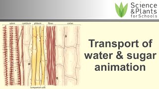 Transport in plant xylem amp phloem water amp sugar  animation 💧🍬 [upl. by Florence]